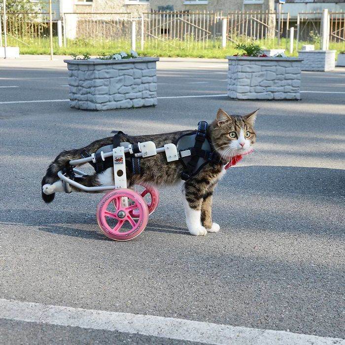 Meet The Cat That Is Taking The Internet By Storm With His Funny Facial Expressions Despite The Fact That He Is Disabled