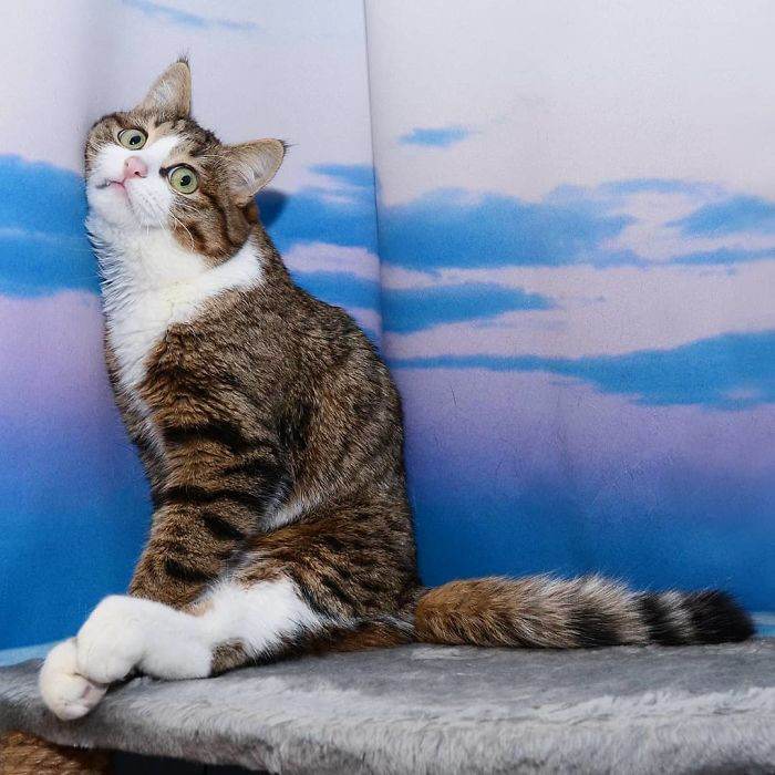 Meet The Cat That Is Taking The Internet By Storm With His Funny Facial Expressions Despite The Fact That He Is Disabled