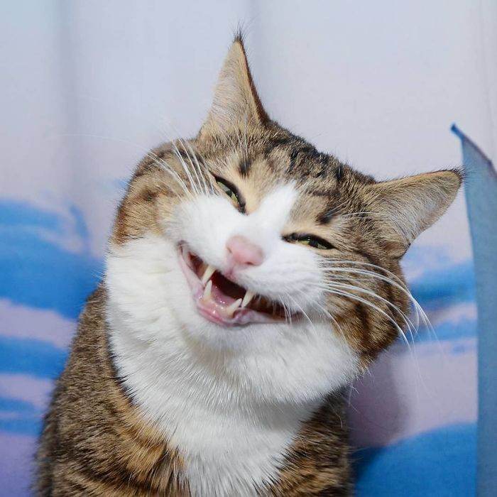 Meet The Cat That Is Taking The Internet By Storm With His Funny Facial Expressions Despite The Fact That He Is Disabled