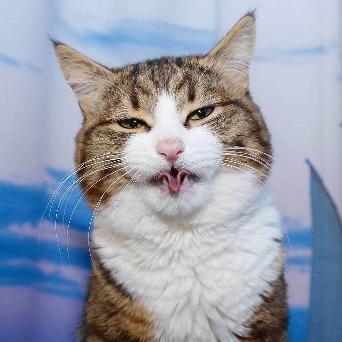 Meet The Cat That Is Taking The Internet By Storm With His Funny Facial Expressions Despite The Fact That He Is Disabled