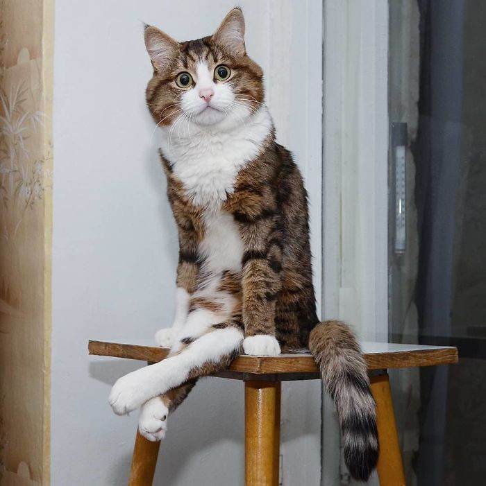 Meet The Cat That Is Taking The Internet By Storm With His Funny Facial Expressions Despite The Fact That He Is Disabled