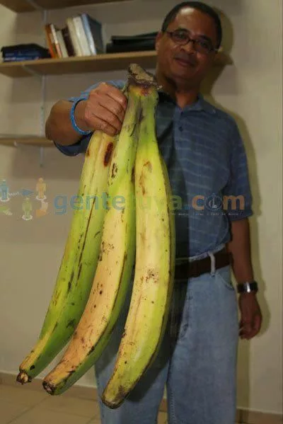 The Astounding 'Super Giant' Banana: Awe-Inspiring and Cut into Bite-Sized Portions for Consumption - Amazing Nature