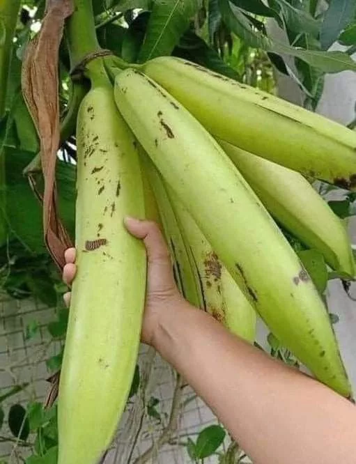 The Astounding 'Super Giant' Banana: Awe-Inspiring and Cut into Bite-Sized Portions for Consumption - Amazing Nature