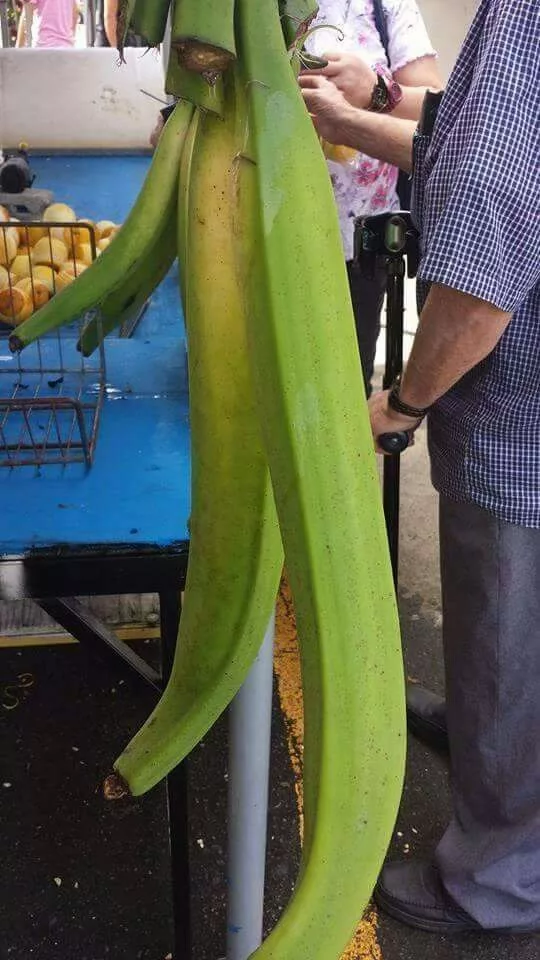 The Astounding 'Super Giant' Banana: Awe-Inspiring and Cut into Bite-Sized Portions for Consumption - Amazing Nature