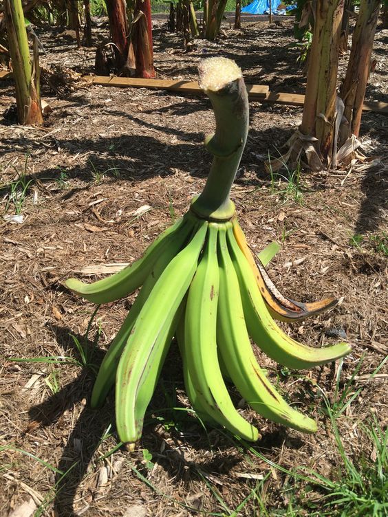 The Astounding 'Super Giant' Banana: Awe-Inspiring and Cut into Bite-Sized Portions for Consumption - Amazing Nature