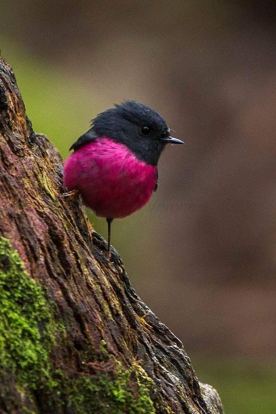 Revealing the Brilliant World of the Beautiful Pink Bird.s - LifeAnimal