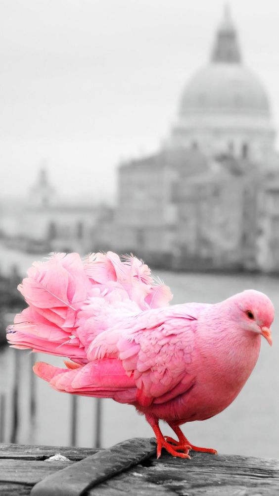 Revealing the Brilliant World of the Beautiful Pink Bird.s - LifeAnimal