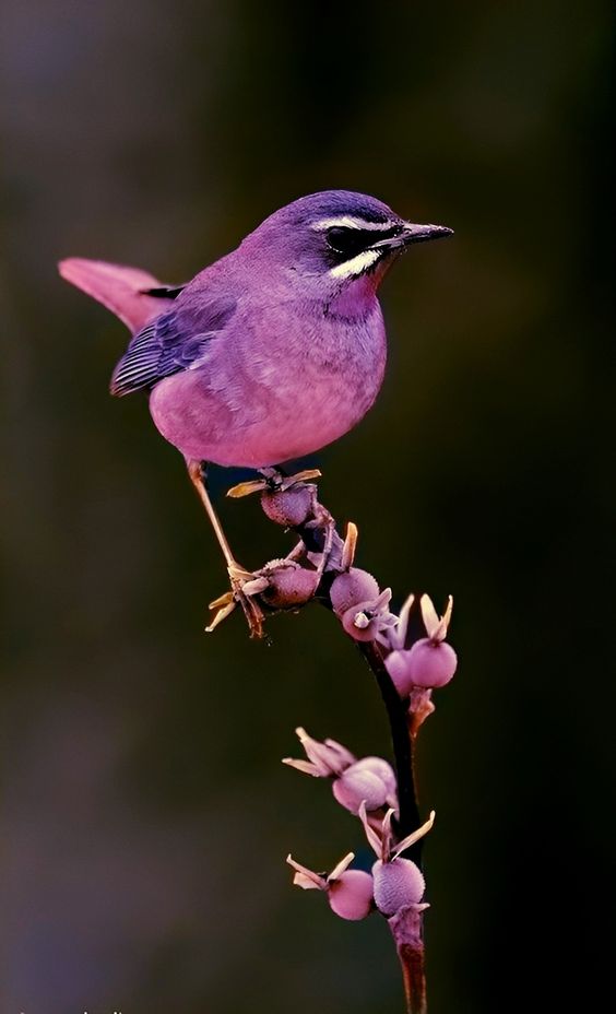 Revealing the Brilliant World of the Beautiful Pink Bird.s - LifeAnimal