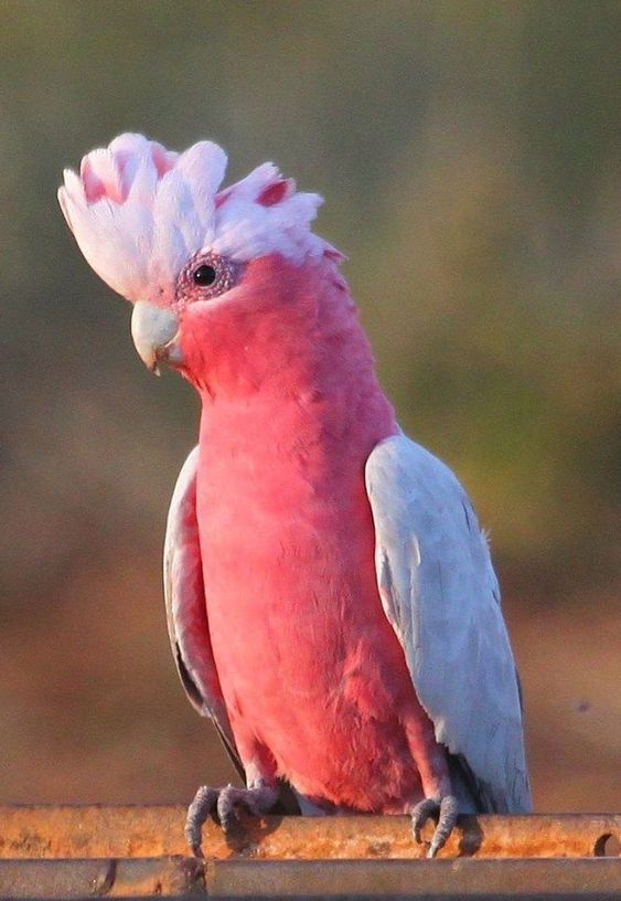 Revealing the Brilliant World of the Beautiful Pink Bird.s - LifeAnimal