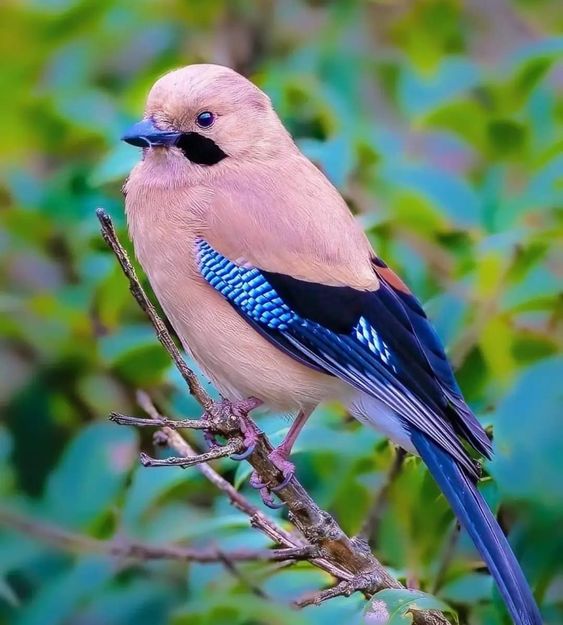 Revealing the Brilliant World of the Beautiful Pink Bird.s - LifeAnimal