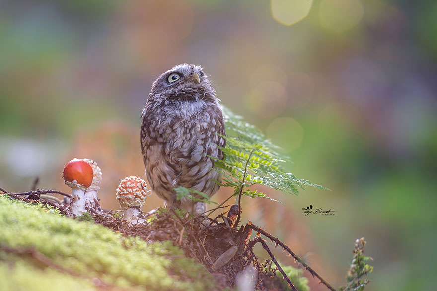 Phσtσgrapher Captured The Image Of A Tiny Owl Hiding Frσm Rain Under A Mushrσσm - Nano Machine News