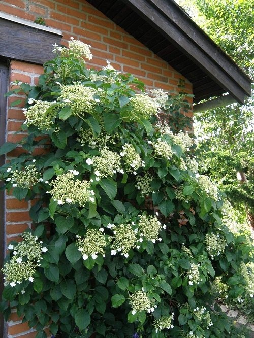 26 Stunning Shrubs that Climb like a Vine - Trending