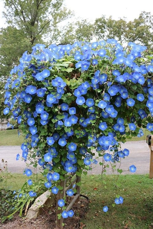 26 Stunning Shrubs that Climb like a Vine - Trending