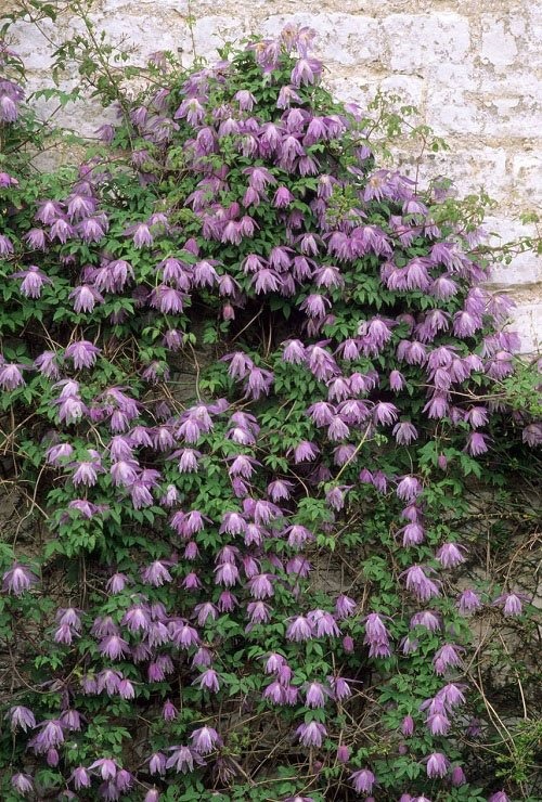 26 Stunning Shrubs that Climb like a Vine - Trending