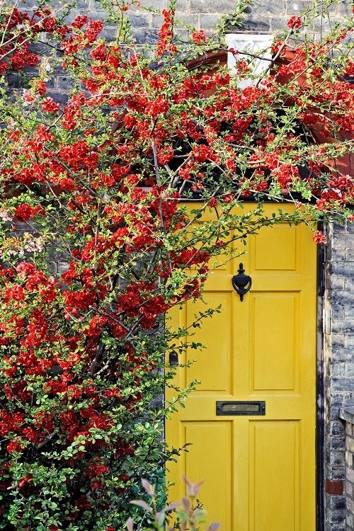 26 Stunning Shrubs that Climb like a Vine - Trending