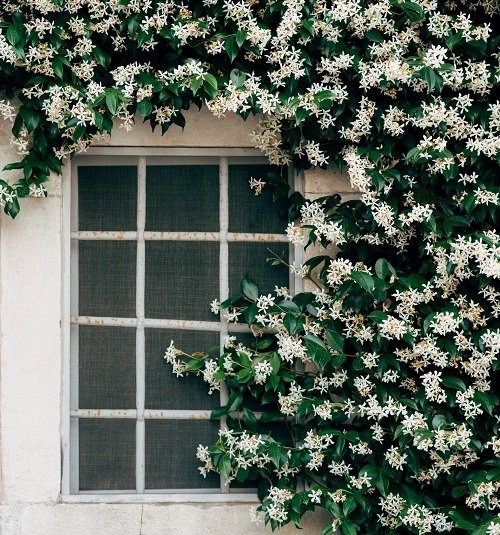 26 Stunning Shrubs that Climb like a Vine - Trending