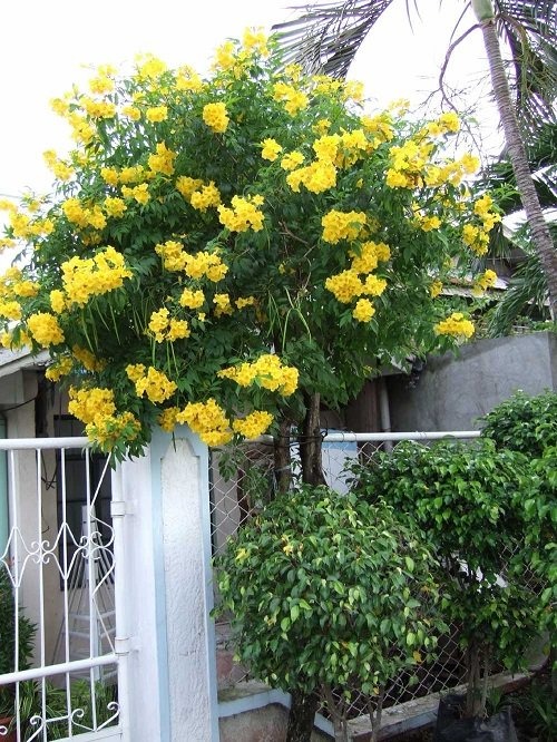 26 Stunning Shrubs that Climb like a Vine - Trending