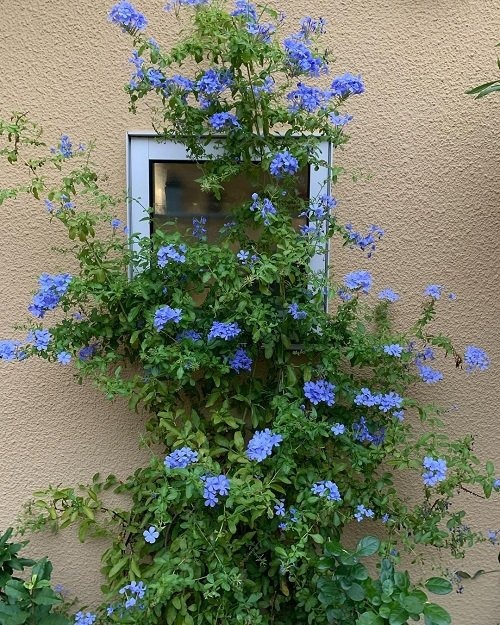 26 Stunning Shrubs that Climb like a Vine - Trending