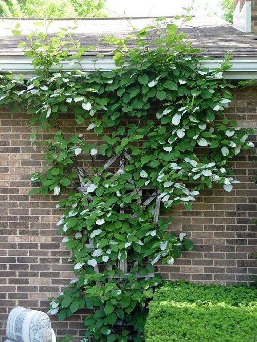 26 Stunning Shrubs that Climb like a Vine - Trending