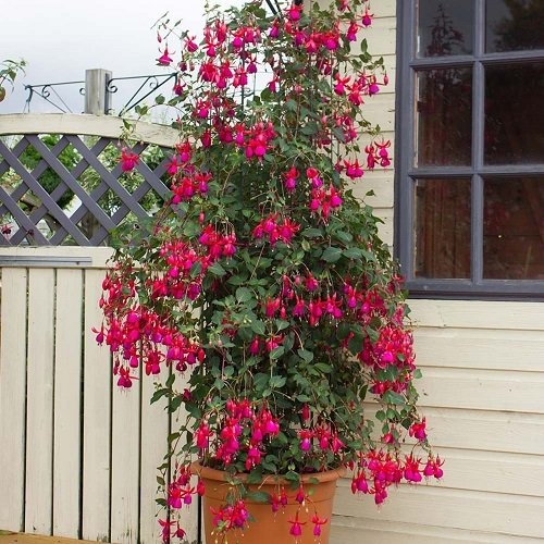 26 Stunning Shrubs that Climb like a Vine - Trending