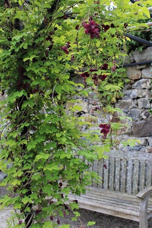 26 Stunning Shrubs that Climb like a Vine - Trending