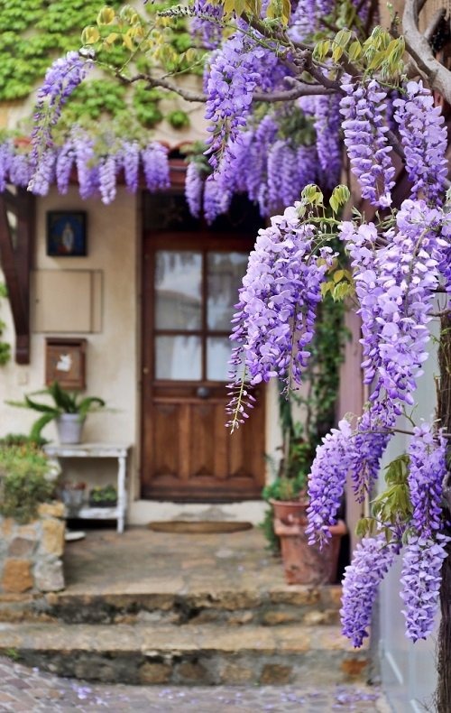 26 Stunning Shrubs that Climb like a Vine - Trending