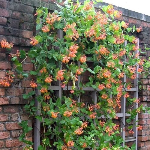 26 Stunning Shrubs that Climb like a Vine - Trending