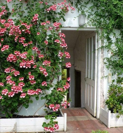 26 Stunning Shrubs that Climb like a Vine - Trending