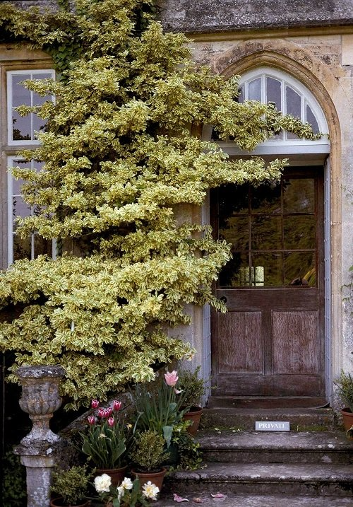 26 Stunning Shrubs that Climb like a Vine - Trending