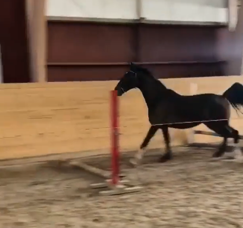 Hilarious Horse Has His Own Style Of Jumping The Obstacles