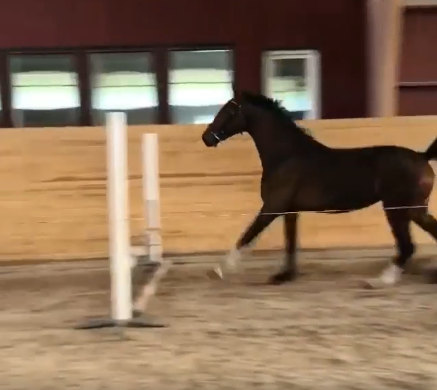 Hilarious Horse Has His Own Style Of Jumping The Obstacles