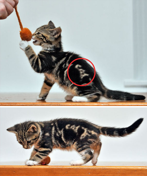 "Meow-some Fur Patterns: Explore the Wackiest Cat Markings Beyond Your Imagination"