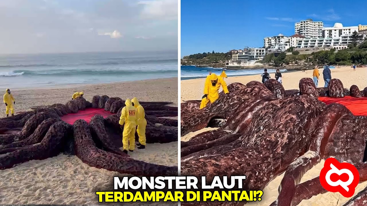 Incredible Find: Enormous 10-Meter Giant Squid Washes Up on US Coast, Astonishing Shape Baffles Onlookers.h - Puppy Blog