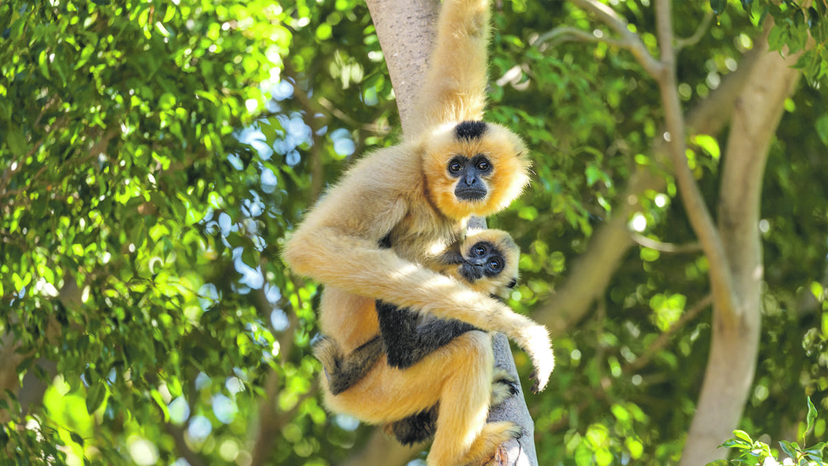 Zoo mystery as monkey got pregnant despite being alone in cage for two years