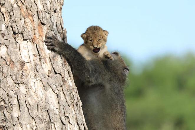 The baboon holds the lion cub up like in the movie The Lion King. - LifeAnimal