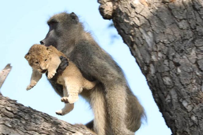 The baboon holds the lion cub up like in the movie The Lion King. - LifeAnimal