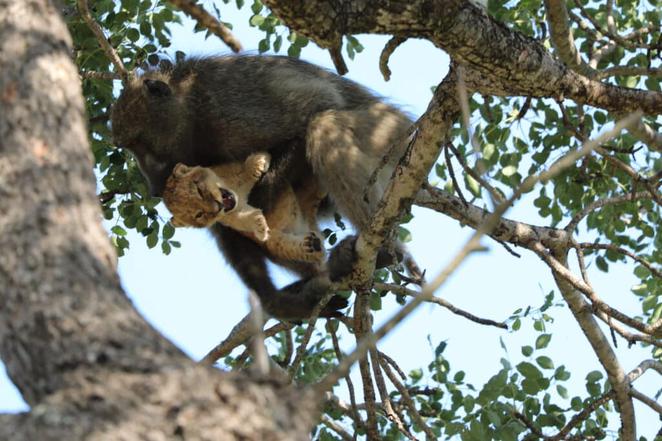 The baboon holds the lion cub up like in the movie The Lion King. - LifeAnimal