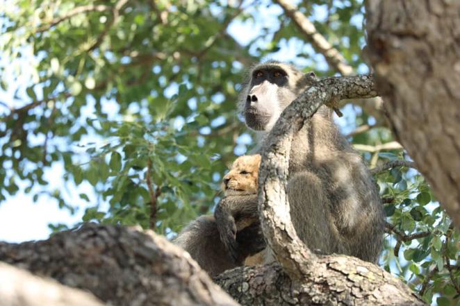 The baboon holds the lion cub up like in the movie The Lion King. - LifeAnimal