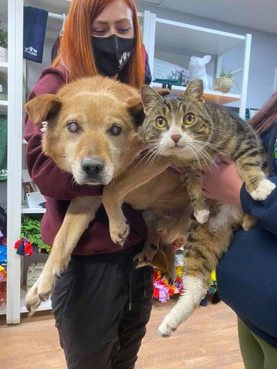 "A Tale of Unlikely Friendship: Blind Dog and Feline Companion Finally Find Their Happily Ever After" - vnxaluan