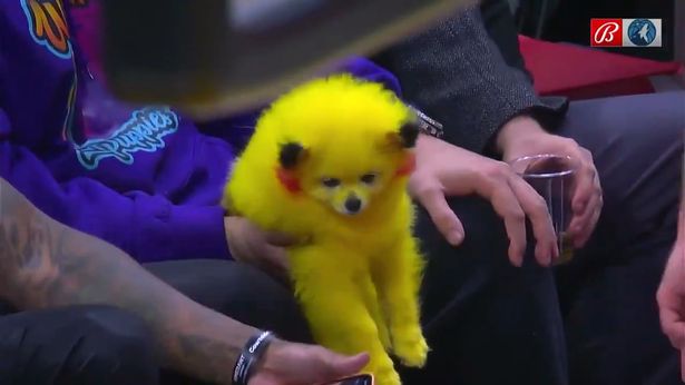 Miami puppy dog store owner fined for dyeing his Pomeranian red and yellow to look like Pokemon character PIKACHU