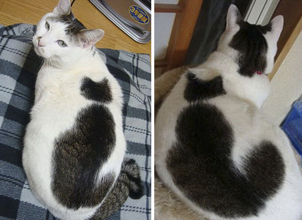 "Meow-some Fur Patterns: Explore the Wackiest Cat Markings Beyond Your Imagination"