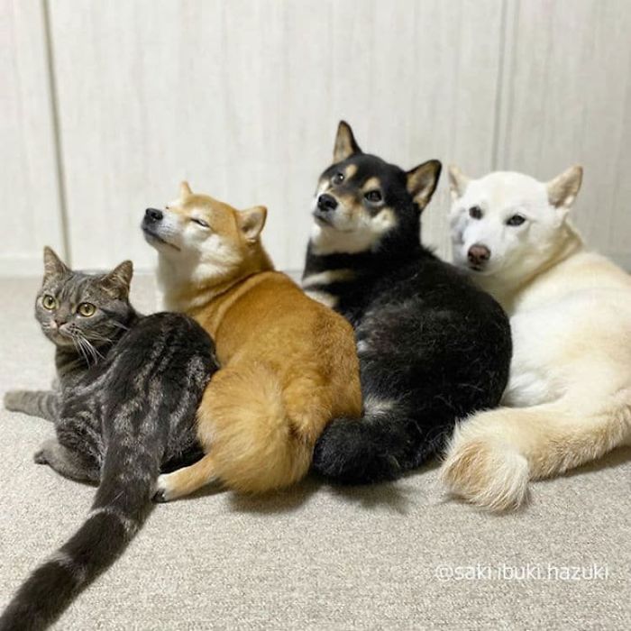 When Feline Meets Canine: A Story of a Cat Living Among Dogs with No Clue He's a Feline