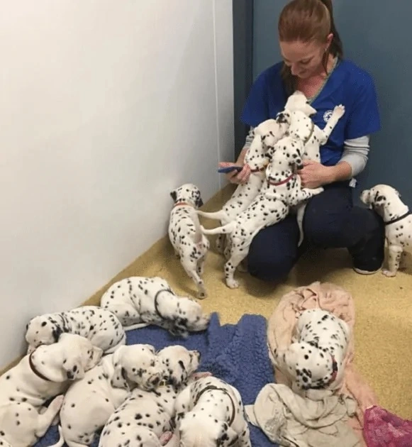 "Dalmatian Surprises Vet with Record-Breaking Litter of 18 Puppies Despite Predicted 3"