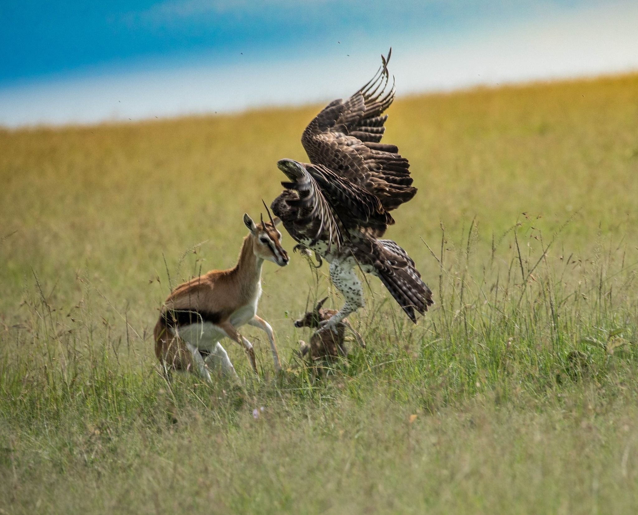 Majestic Power: The Mighty Eagle's Hunting Mastery Unveiled as it Captures Deer (Video).TMS - LifeAnimal