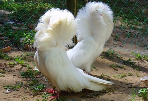 The Enchanting Beauty of the Black Jacobin Pigeon’s Plumage – News Breaking