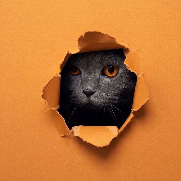 "Feline Artistry: A Candid Chat with Nils Jacobi on Capturing Cats Crossing a Paper Wall in 23 Stunning Photographs" - Thoisu9