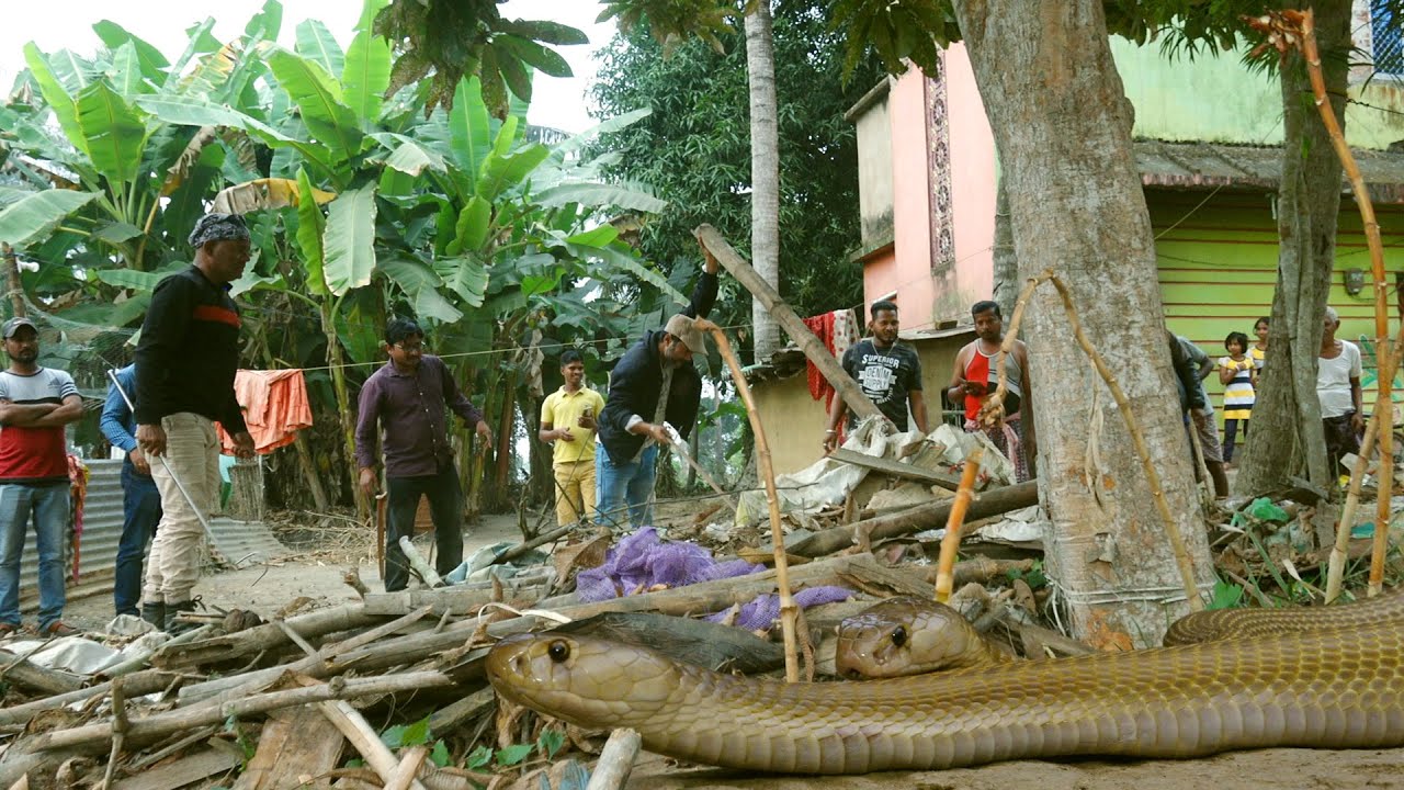 Brave dog fights with HUGE cobra to save his owner, making everyone cry.h - Puppy Blog