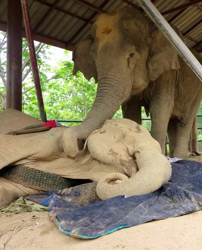 Until dusk and his last breath, the dog lay close to his elephant friend, refusing to leave the dying elephant's side