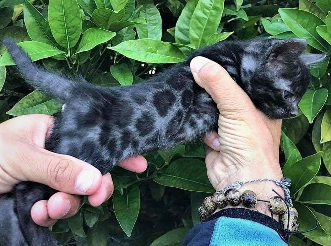 This rare Black Bengal cat is stunning. - timenewsgo