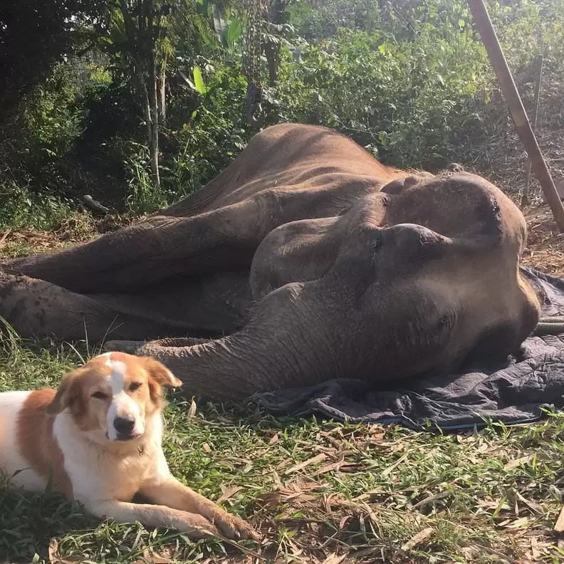 Until dusk and his last breath, the dog lay close to his elephant friend, refusing to leave the dying elephant's side